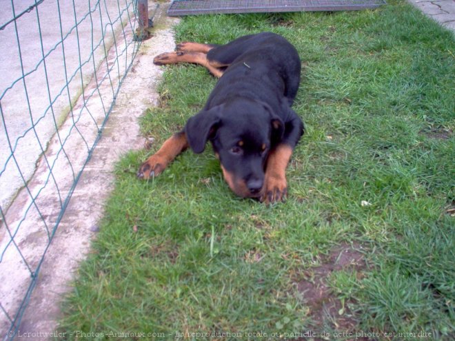 Photo de Rottweiler