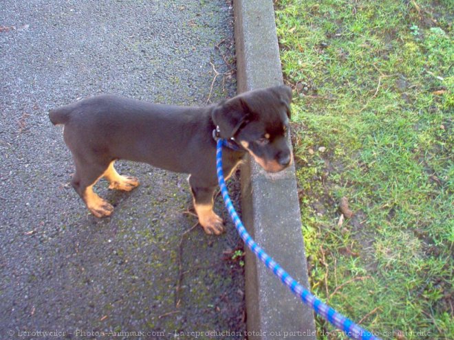 Photo de Rottweiler