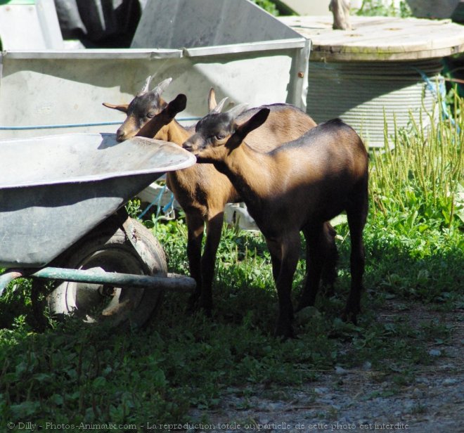 Photo de Chvre