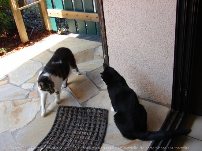 Photo de Chat domestique