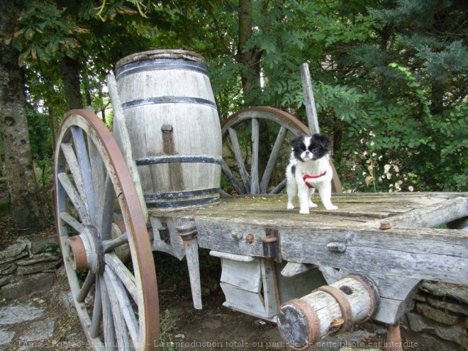 Photo d'Epagneul japonais