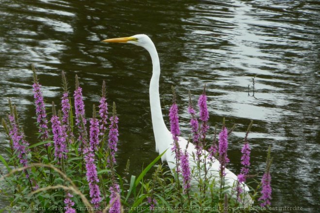 Photo d'Aigrette