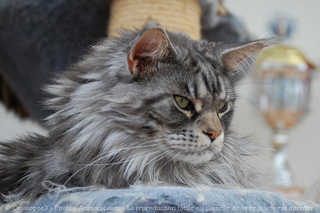 Photo de Maine coon