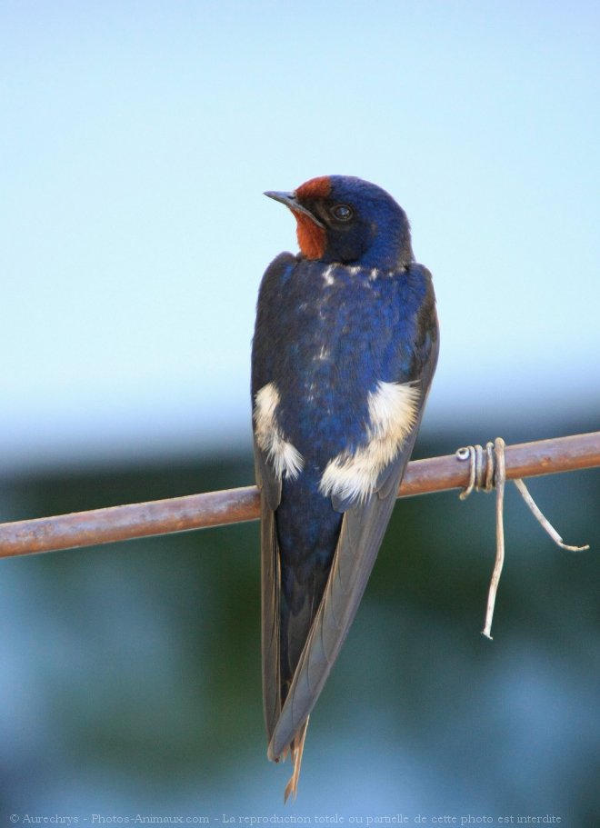 Photo de Hirondelle