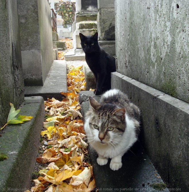 Photo de Chat domestique