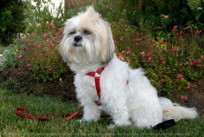 Photo de Shih tzu