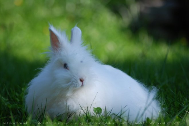 Photo de Lapin