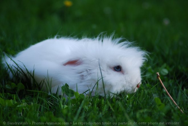 Photo de Lapin