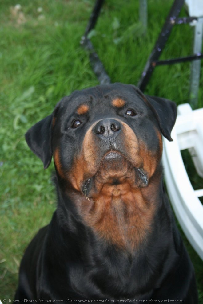 Photo de Rottweiler