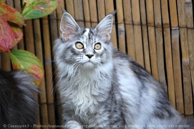 Photo de Maine coon