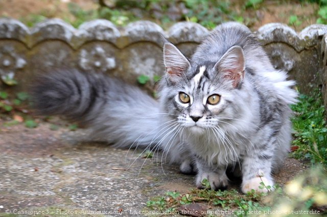 Photo de Maine coon