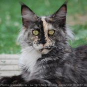 Photo de Maine coon