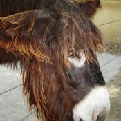 Photo d'Ane - baudet du poitou