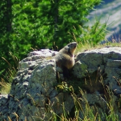 Photo de Marmotte