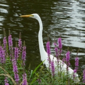 Photo d'Aigrette