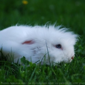 Photo de Lapin