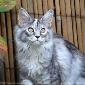 Photo de Maine coon