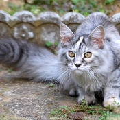 Photo de Maine coon