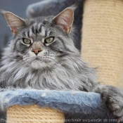 Photo de Maine coon