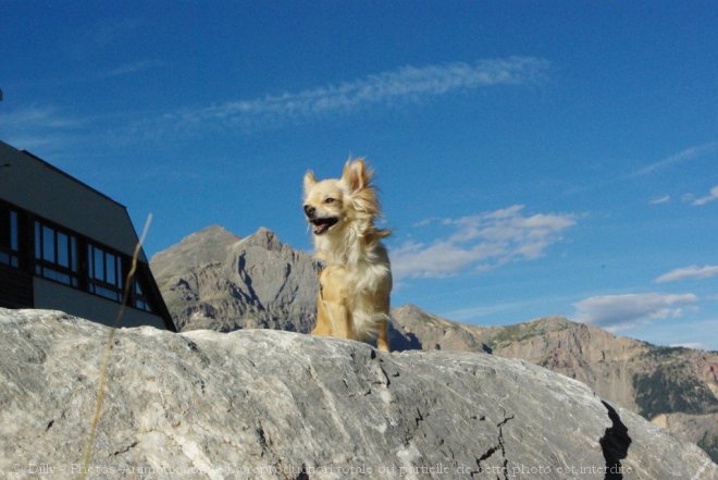 Photo de Chihuahua  poil long