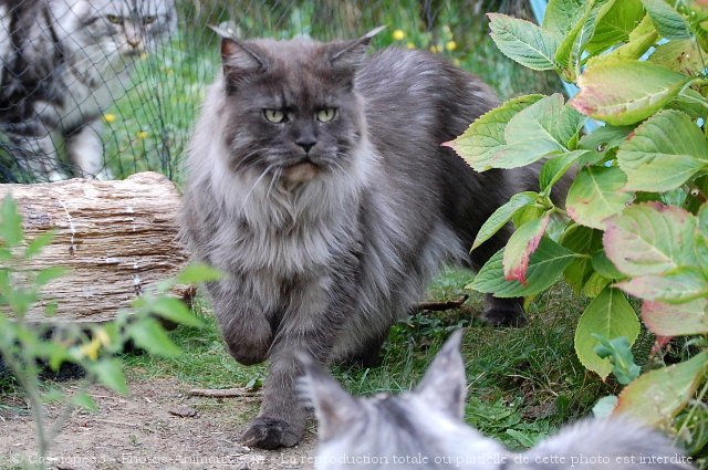 Photo de Maine coon