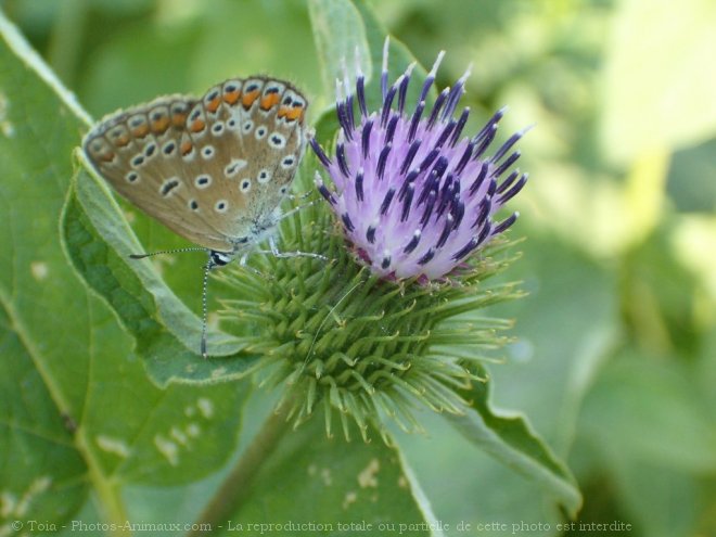 Photo de Papillon - le bel argus