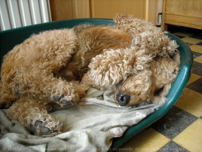 Photo d'Airedale terrier