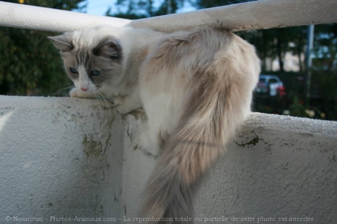 Photo de Ragdoll