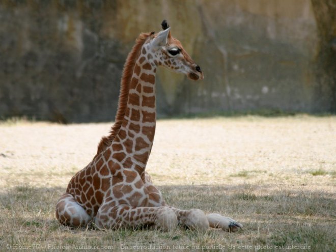 Photo de Girafe