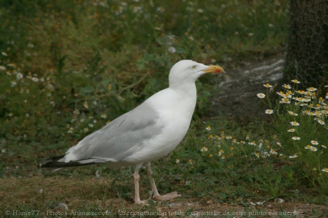 Photo de Mouette