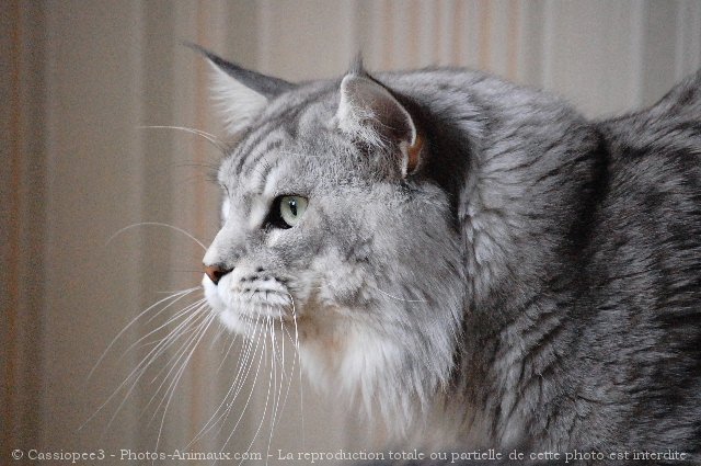 Photo de Maine coon