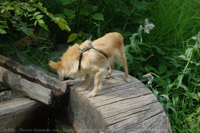 Photo de Chihuahua  poil long