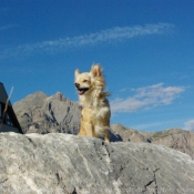 Photo de Chihuahua  poil long