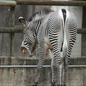 Photo de Zebre