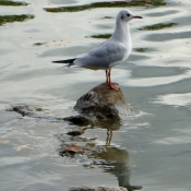 Photo de Mouette