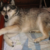 Photo de Malamute de l'alaska