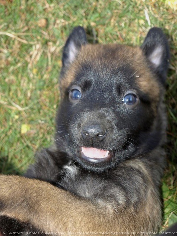 Photo de Berger belge malinois