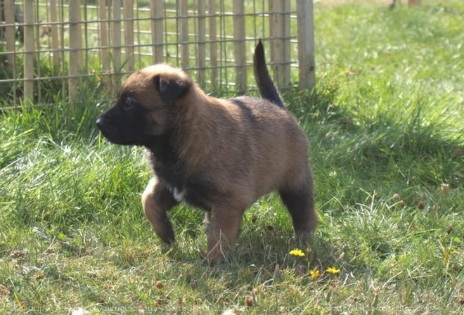 Photo de Berger belge malinois