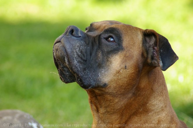 Photo de Boxer