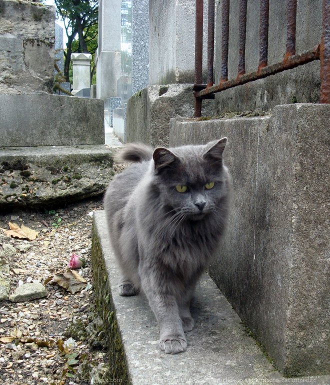 Photo de Chat domestique