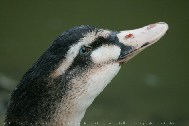 Photo de Canard