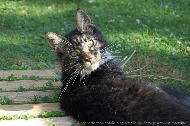 Photo de Maine coon