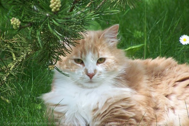 Photo de Chat domestique