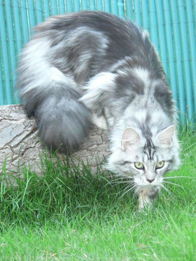 Photo de Maine coon