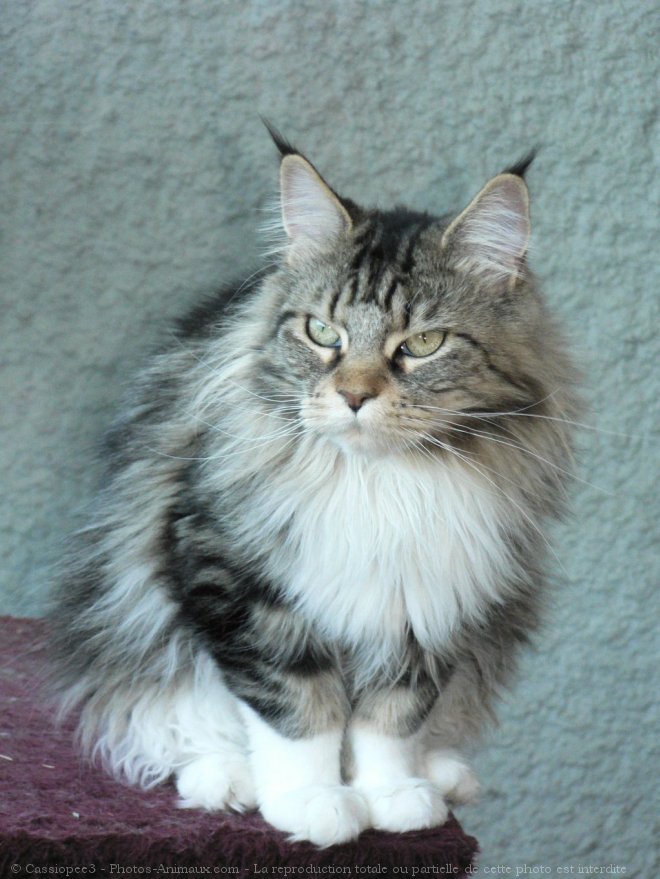 Photo de Maine coon