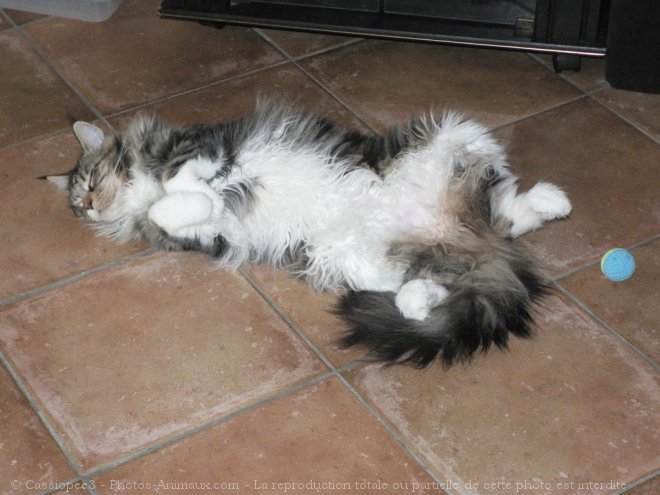 Photo de Maine coon