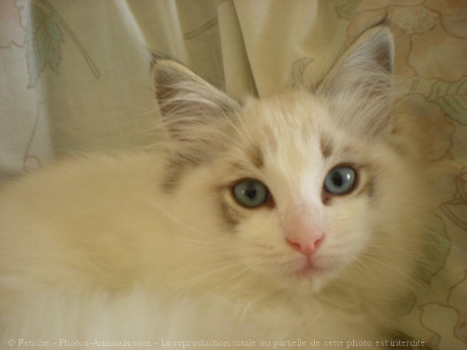 Photo de Ragdoll