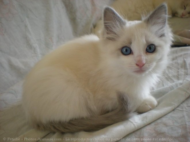 Photo de Ragdoll