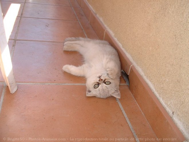 Photo d'Exotic shorthair