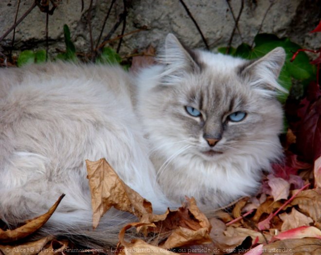 Photo de Chat domestique